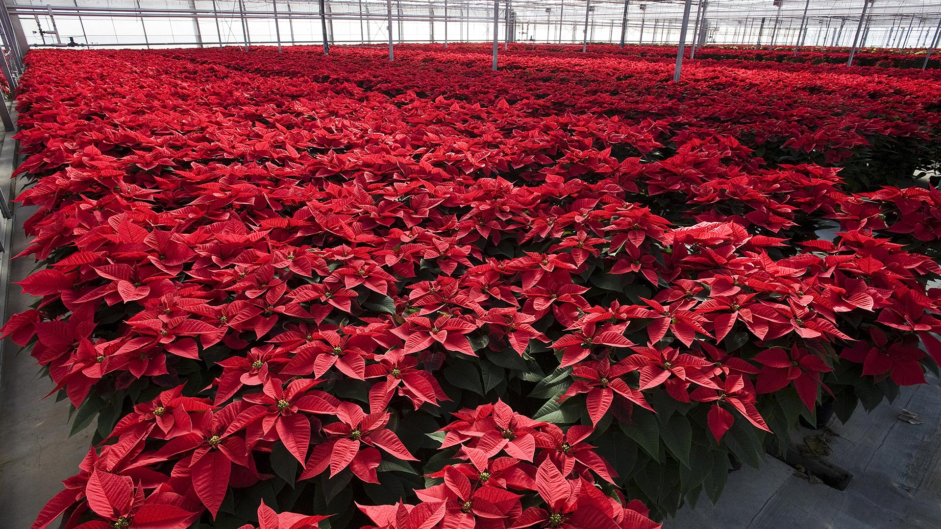 Johnny Appleseed Casper WY Greenhouse, Florist & Planting Supplies